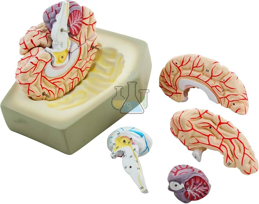 Brain 8 piece Classic Model